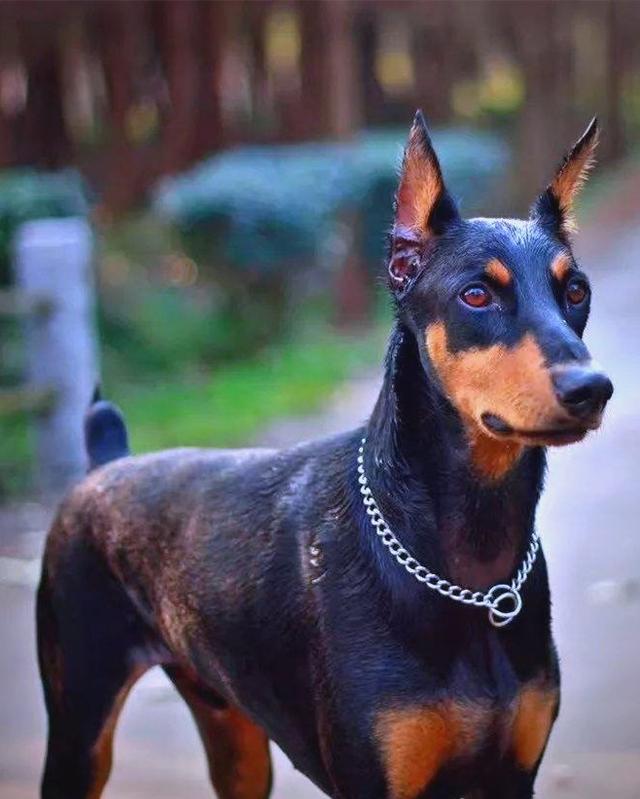 小狗的断尾